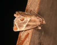 Apoda biguttata