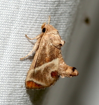 Apoda biguttata