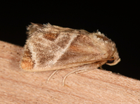 Apoda biguttata