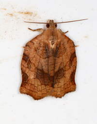 Archips purpurana