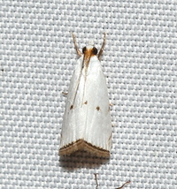 Argyria gonogramma