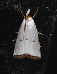 Argyria gonogramma