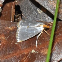 Argyria rufisignella
