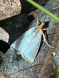 Argyria rufisignella
