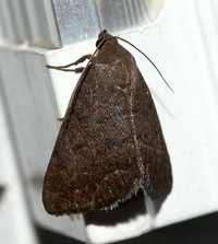 Argyrostrotis erasa