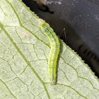 Argyrotaenia velutinana