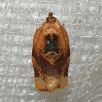 Argyrotaenia velutinana