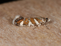 Aristotelia monilella