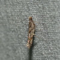 Aristotelia rubidella