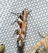 Aristotelia roseosuffusella