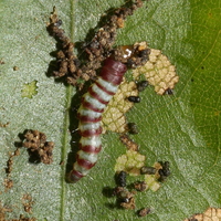 Arogalea cristifasciella