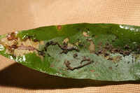 Arogalea cristifasciella