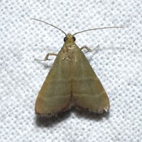Arta olivalis