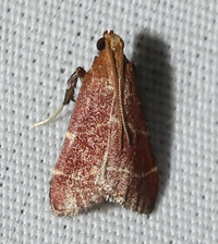 Arta statalis