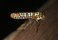 Atteva aurea