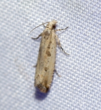 Bactra verutana