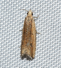 Bactra verutana