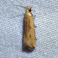 Bactra verutana