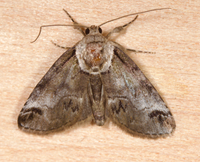 Baileya australis