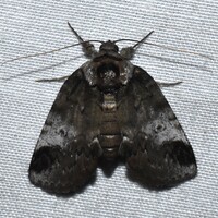 Baileya dormitans