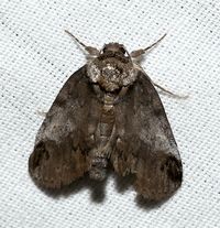 Baileya dormitans