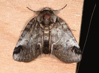 Baileya dormitans