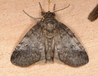 Baileya levitans