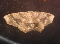 Besma quercivoraria