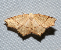 Besma quercivoraria