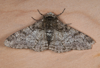 Biston betularia