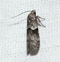 Blastobasis glandulella