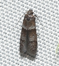 Blastobasis pulchella
