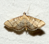 Blepharomastix ranalis
