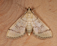 Blepharomastix ranalis