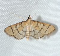 Blepharomastix ranalis