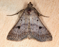 Bleptina caradrinalis