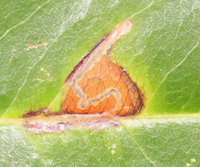 Bucculatrix pomifoliella