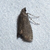 Cacotherapia unipuncta