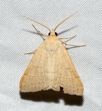 Caenurgia chloropha