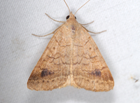Caenurgia chloropha
