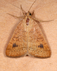 Caenurgia chloropha