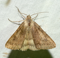 Caenurgina unidentified species