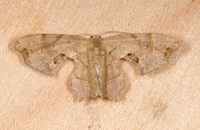 Calledapteryx dryopterata