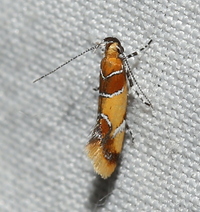 Callima argenticinctella