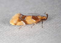 Callima argenticinctella