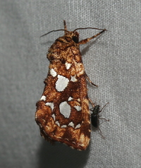 Callopistria cordata