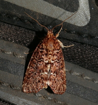 Callopistria granitosa