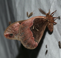 Callosamia angulifera