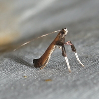 Caloptilia rhoifoliella