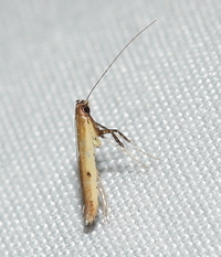 Caloptilia violacella